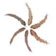 Sandstorm-SWATCH_1800x1800